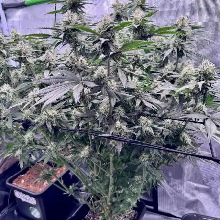 Lemon Cherry Cookies Auto
