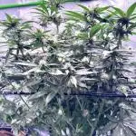 Lemon Cherry Cookies Auto
