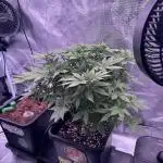 Lemon Cherry Cookies Auto