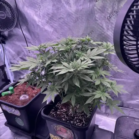Lemon Cherry Cookies Auto