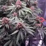 Lemon Cherry Cookies Auto