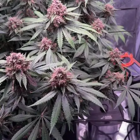 Lemon Cherry Cookies Auto