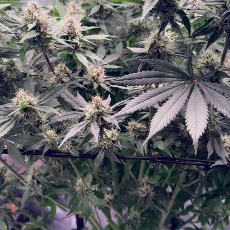 Lemon Cherry Cookies Auto