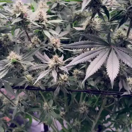 Lemon Cherry Cookies Auto