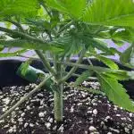 Lemon Cherry Cookies Auto