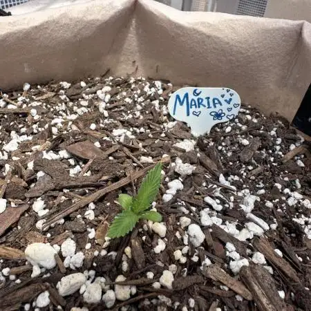 Maria/Auto Moon Rock #1