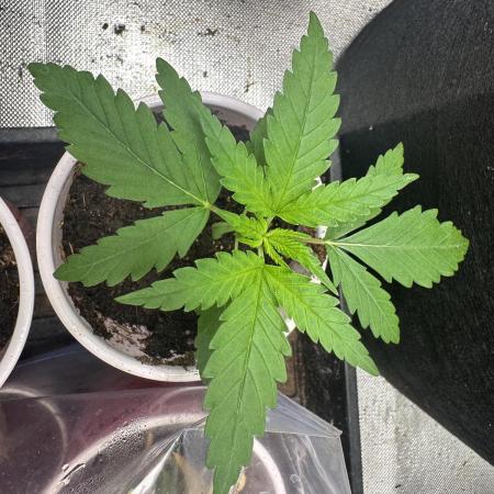 Pure Kush