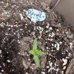 Bethel/Auto Black Opium