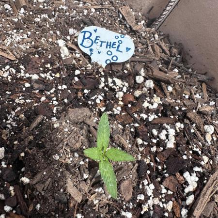 Bethel/Auto Black Opium