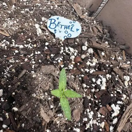 Bethel/Auto Black Opium
