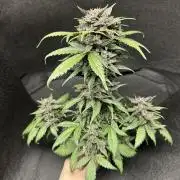Priscilla/Purple Lemonade Auto