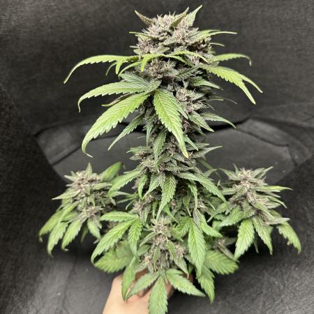Priscilla/Purple Lemonade Auto