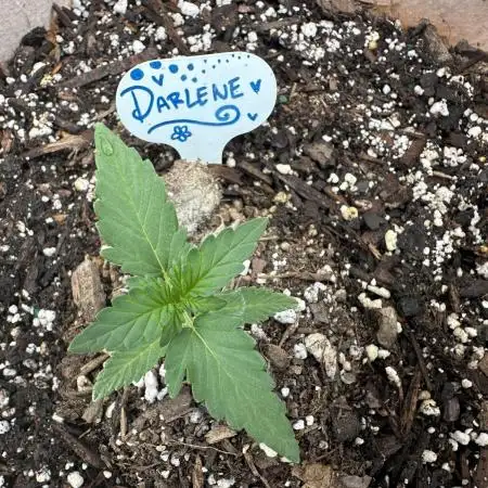 Darlene/Auto Divine Rapier