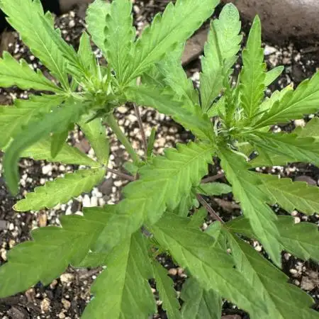 Maria/Auto Moon Rock #1