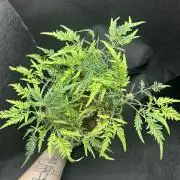 Cleopatra/Crown Bonsai