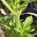 Bethel/Auto Black Opium