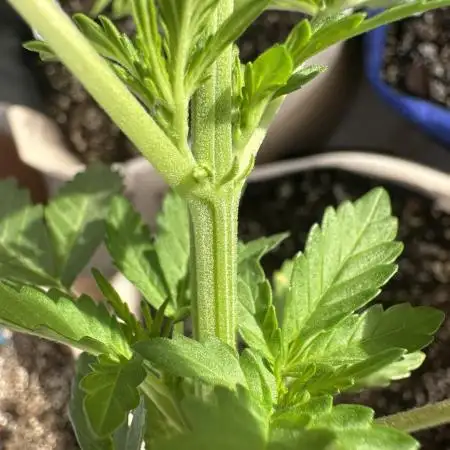 Bethel/Auto Black Opium