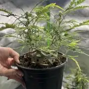 Cleopatra/Crown Bonsai
