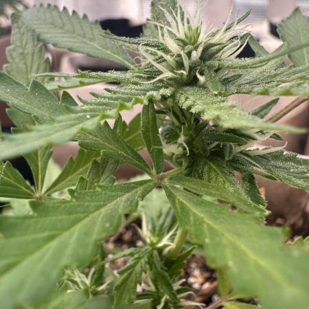 Maria/Auto Moon Rock #1