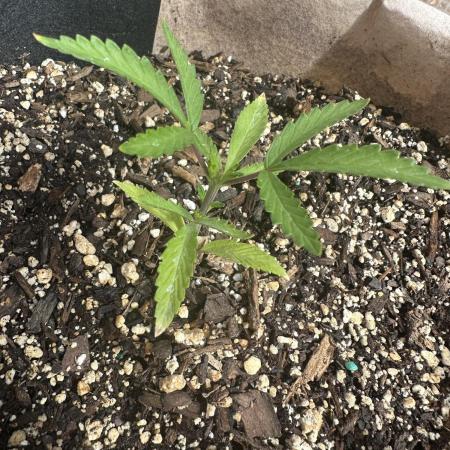 Maria/Auto Moon Rock #1