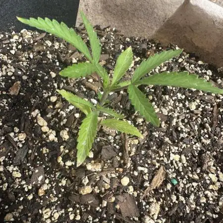 Maria/Auto Moon Rock #1