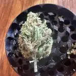 Grozila/Gelato Auto
