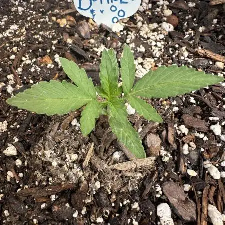 Bethel/Auto Black Opium