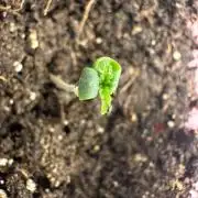 Pure Kush