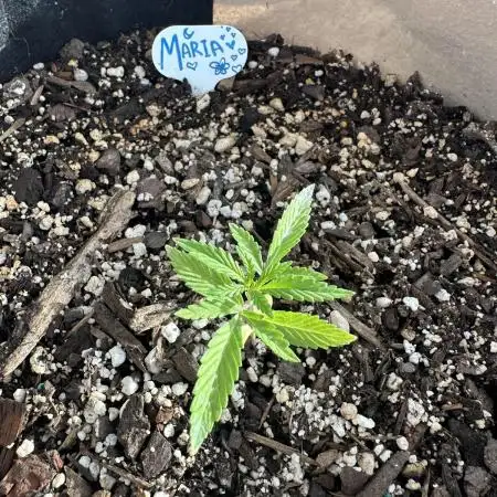 Maria/Auto Moon Rock #1