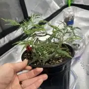 Cleopatra/Crown Bonsai