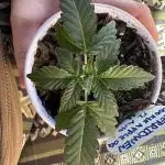 Cerridwen/CookieAppleOGAuto/SoloCup