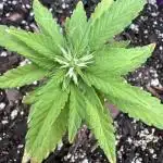 Grozila/Gelato Auto