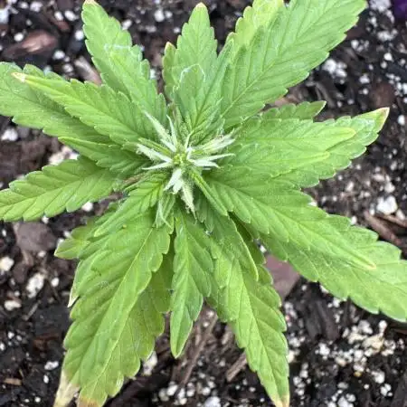 Grozila/Gelato Auto