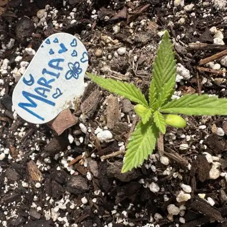 Maria/Auto Moon Rock #1