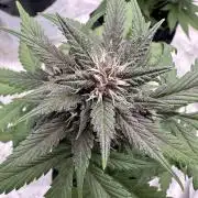 Priscilla/Purple Lemonade Auto