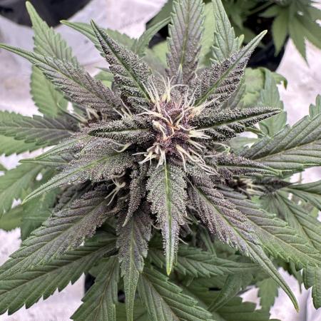 Priscilla/Purple Lemonade Auto