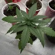 Pure Kush