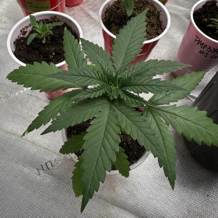 Pure Kush