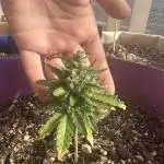 Grozila/Gelato Auto