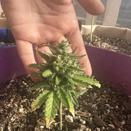 Grozila/Gelato Auto