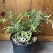 Cleopatra/Crown Bonsai