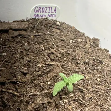 Grozila/Gelato Auto