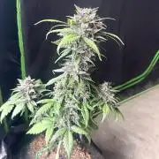 Priscilla/Purple Lemonade Auto