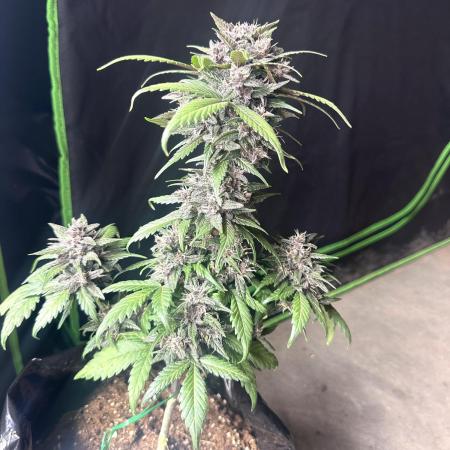Priscilla/Purple Lemonade Auto