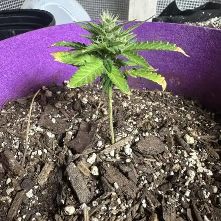 Grozila/Gelato Auto