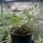 Cleopatra/Crown Bonsai