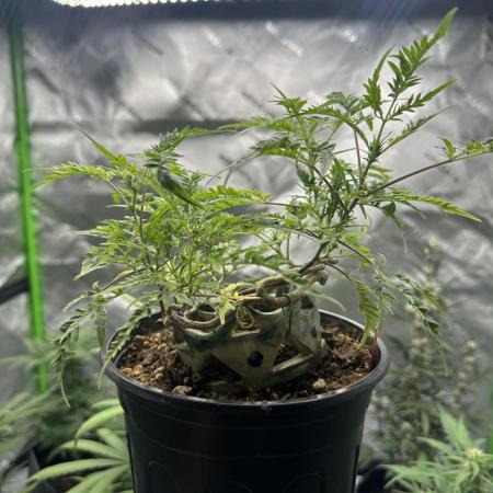 Cleopatra/Crown Bonsai