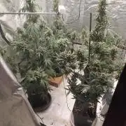 4/20 grow