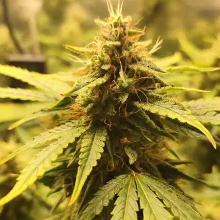 tropicana cookies fast buds
