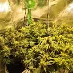 tropicana cookies fast buds